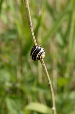 Escargot des haies