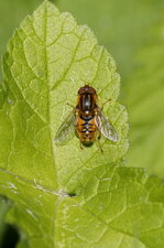 Héliophile sp.