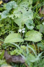 Petits champignons blancs