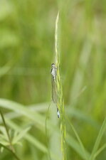 Agrion élégant
