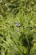 Consoude officinale