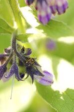Lygus sp. ???