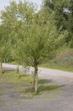 Saule têtard en préformation