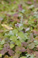 Menthe aquatique ???