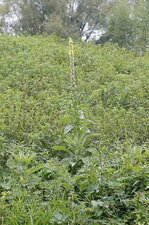 Molène sp.