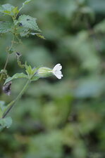 Fleur de silène enflé