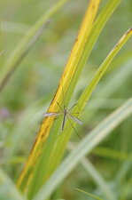 Tipule sp.
