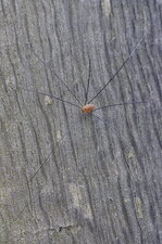Opilion sp.
