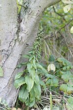 Epipactis à larges feuilles
