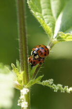 Copulat de coccinelles asiatiques