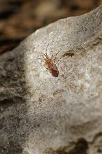 Leptoglossus occidentalis