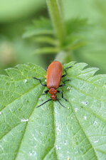 Pyrochroa serraticornis