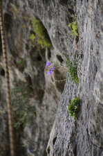 Campanule sp.