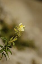 Fleur de muflier à larges feuilles