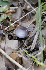 Champignon