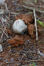 Emergence d