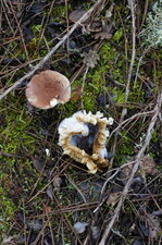Champignon