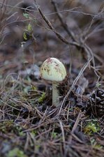 Amanite phalloïde ???