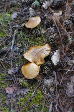 Cèpe