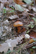 Champignon
