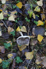 Champignon "révérencieux"