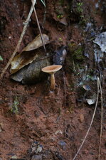 Champignon à lames adnées