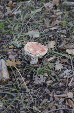 Champignon