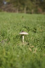 Champignon