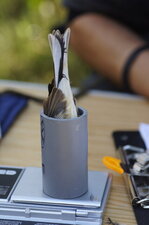 Pesée de la bestiole