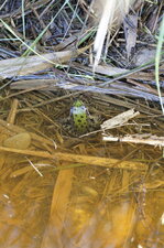 Grenouille verte