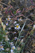 Aster maritime