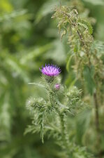 Centaurée sp.