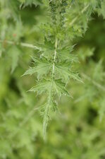 Feuille de la Centaurée sp.