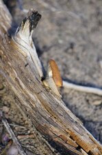 Champignon