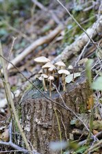 Champignons