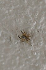 Pseudeuophrys sp.