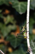 Decticelle splendide