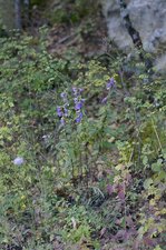 Campanule gantelée - sous réserve