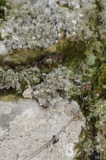Cladonia sp.