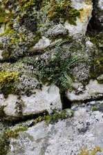 Capillaire des murailles