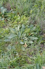 Sauge à feuilles de verveine - sous réserve