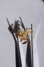 Mue de scorpion ?