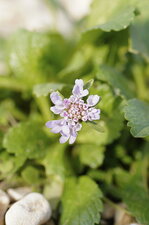 Fleur de scabieuse colombaire