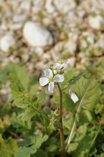 Cardamine sp. ? (3)