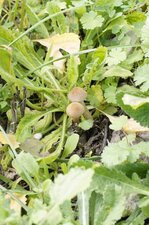Champignons