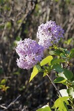 Du lilas en novembre ?