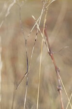 Sympecma fusca