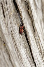 Lygaeus equestris