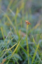 Scatophaga stercoraria
