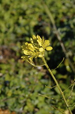 Fleur de dilotaxis des vignes - sous réserve
